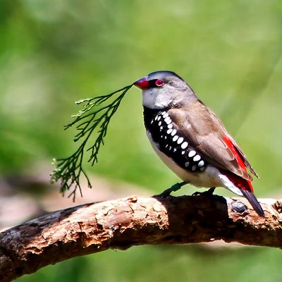 Diamond Firetail