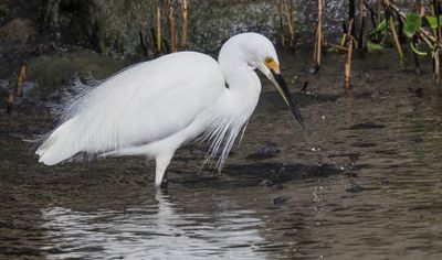 Egret Fishing