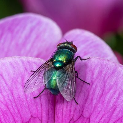 Fly on Flower