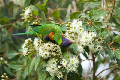 Hungry Lorikeet