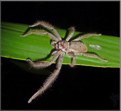 Huntsman Spider with Eggs