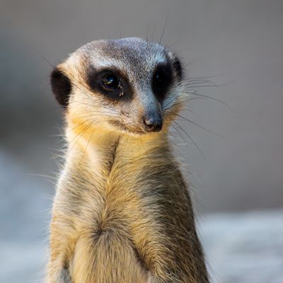 I'm Watching You