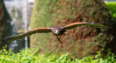 Incoming Harris Hawk
