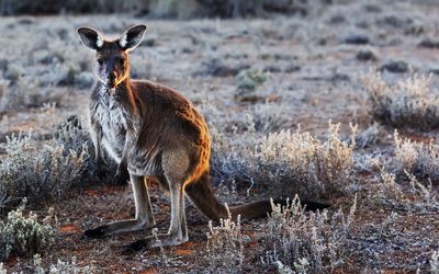 Mungo Kanga