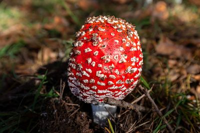 Mushroom
