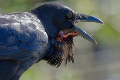Raven Call Refracts Light