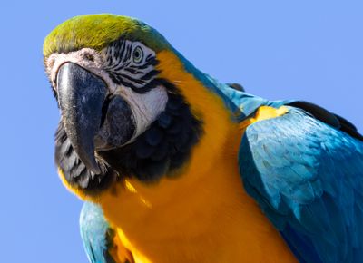 Sing'o Macaw