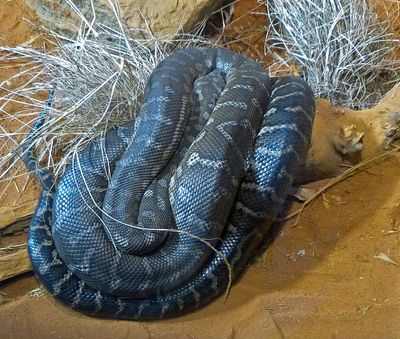 Snake 1