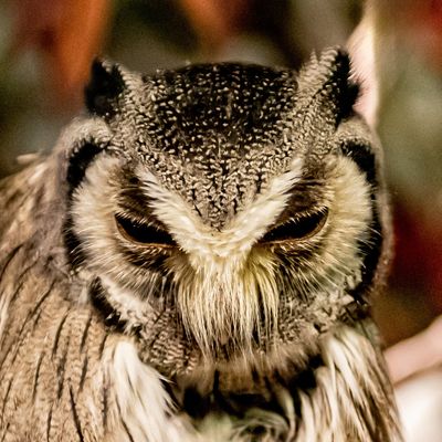 Wise Owl
