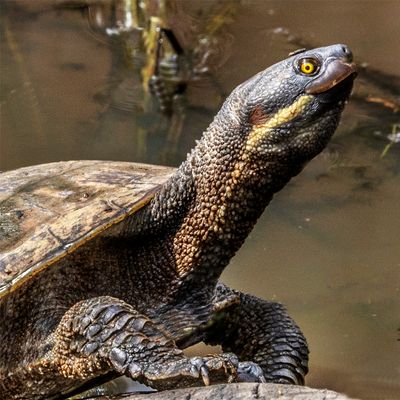 .Macquarie Turtle*Merit*