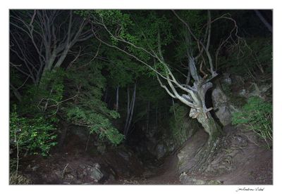 El Faig gros a la nit. Fageda del Retaule. Valcaneres. La Sénia. Montsià.