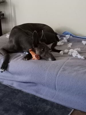 destroyed the stuffed toy in 5 minutes flat