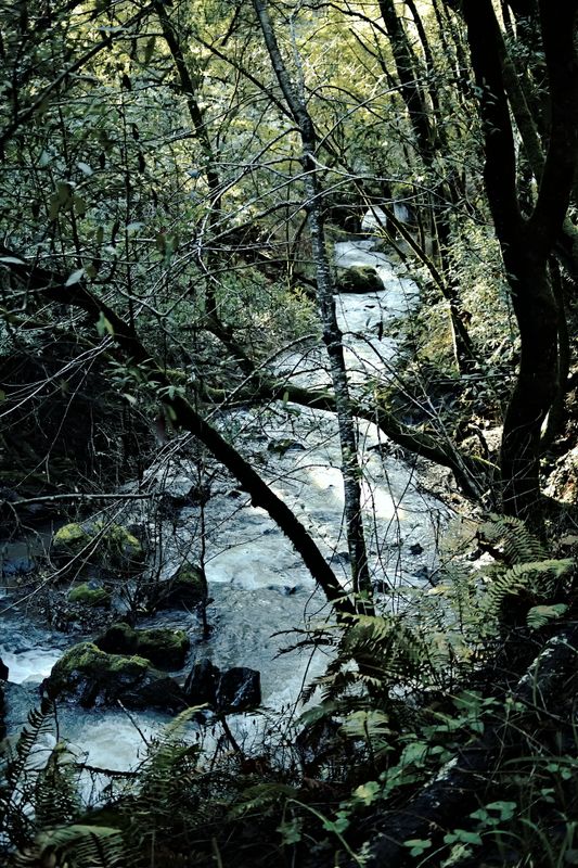 devils_gulch_creek_rt_4975.jpg