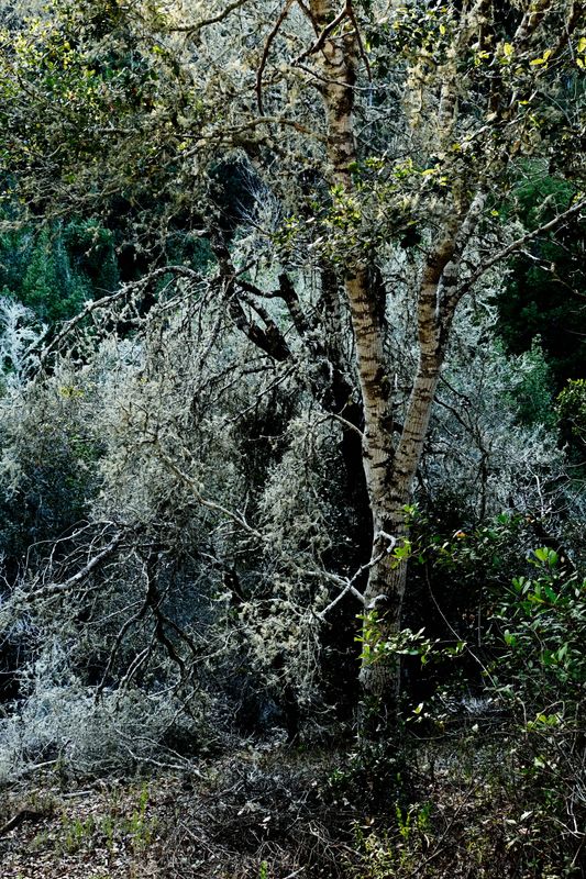 williams_trail_trees_rt_112022_1052.jpg