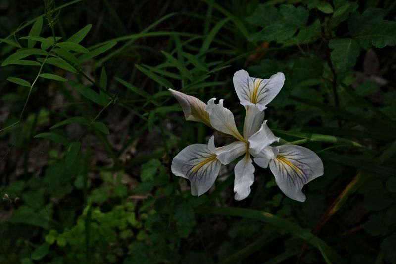 marin_lake_phoenix_lily_04282023_rt-1.jpg