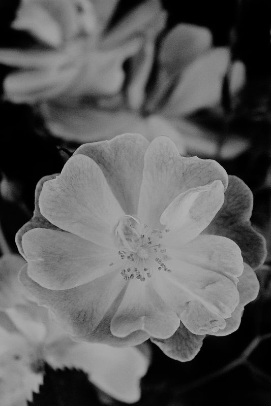 white_flower_2006_5_rt_tx.jpg