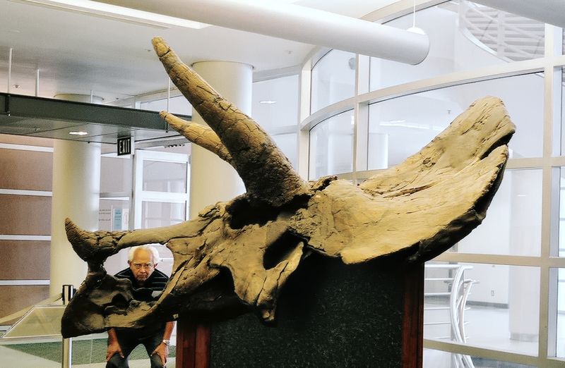 berkeley_triceratops_roldolfo_2006_6_rt_kc_6a.jpg