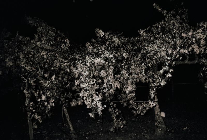 napa_vines_night_2011_11_rt_cu_21A.jpg