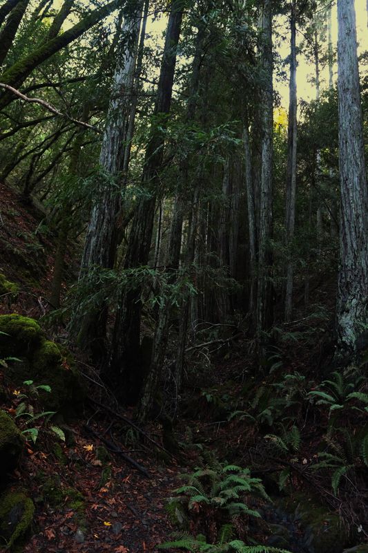 williams_trail_trees_rt_112022_1026-1.jpg