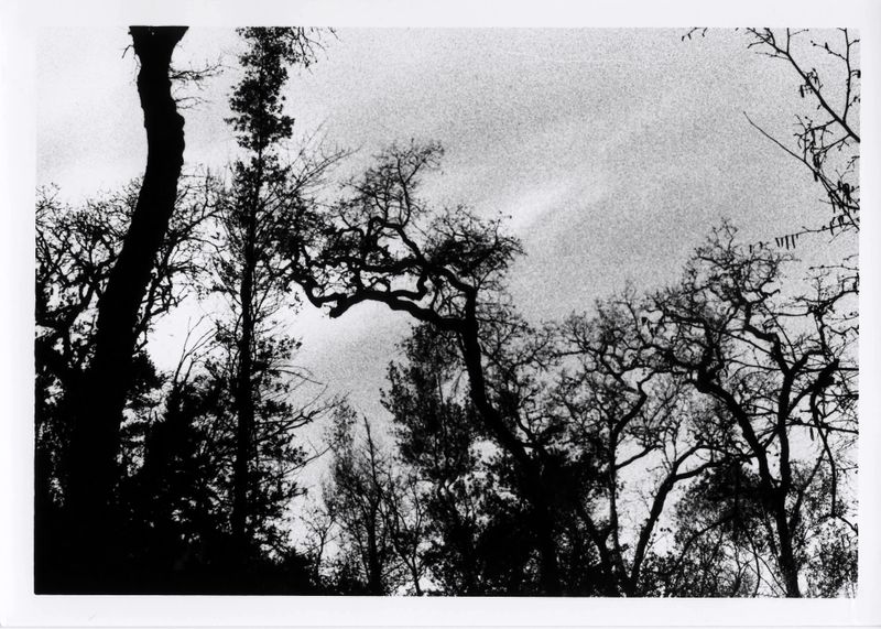 marin_near_five_points_2014_5_rt.jpg