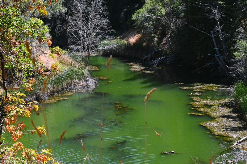 marin_lake_phoenix_082024_rt_3067.jpg