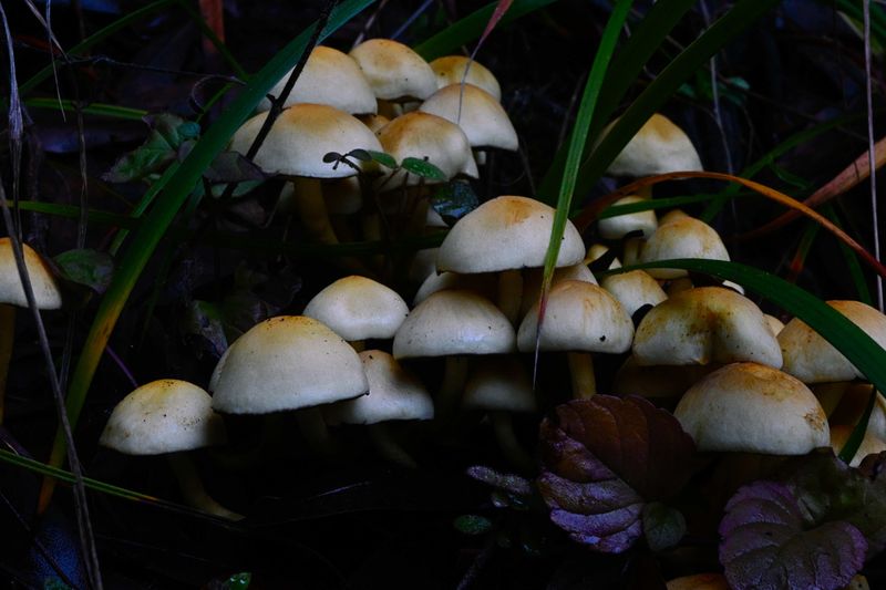 marin_lake_phoenix_mushrooms_rt_3211.jpg