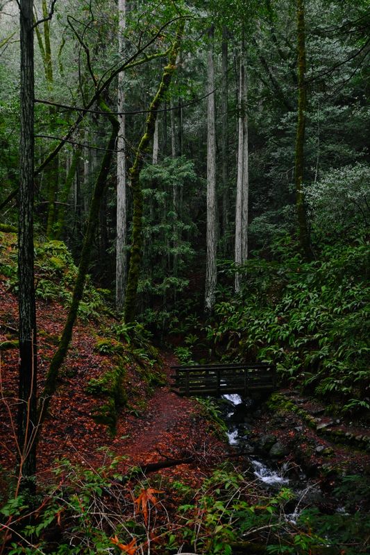 marin_lake_phoenix_williams_trail_122024_rt_3350.jpg