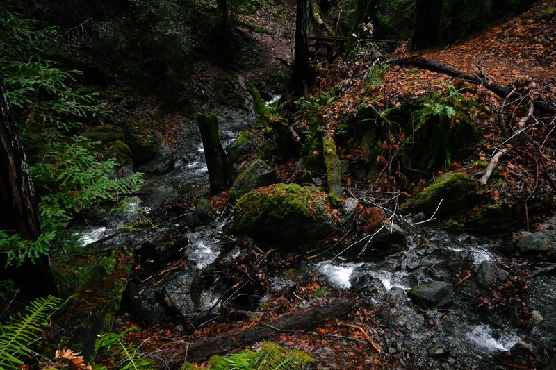 marin_lake_phoenix_williams_trail_122024_rt_3353.jpg