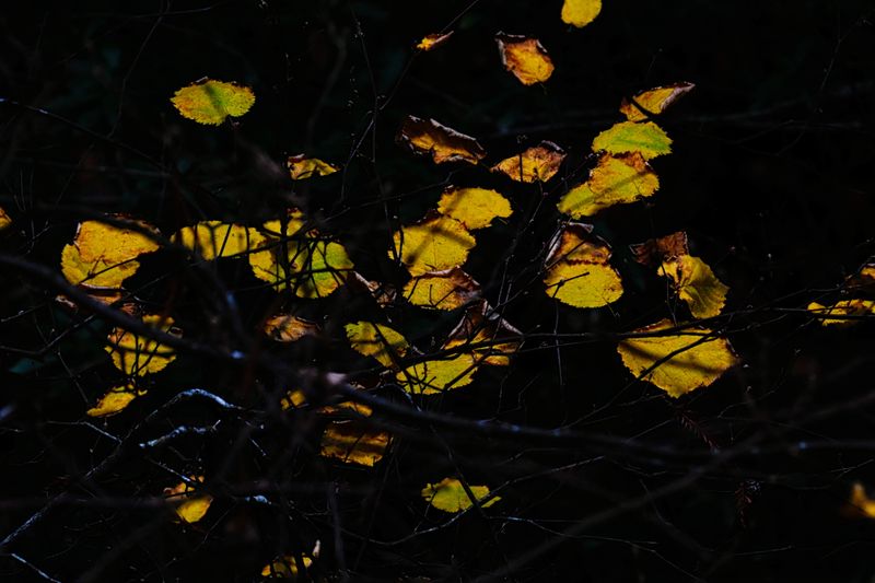 marin_lake_phoenix_leaves_rt_3223-1.jpg