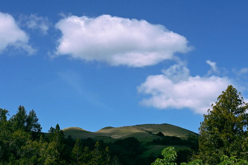 marin_bald_hill_032025_rt_3568.jpg