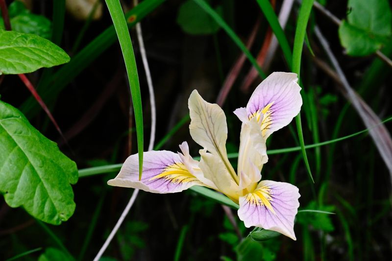 marin_lake_phoenix_iris_rt_3726.jpg