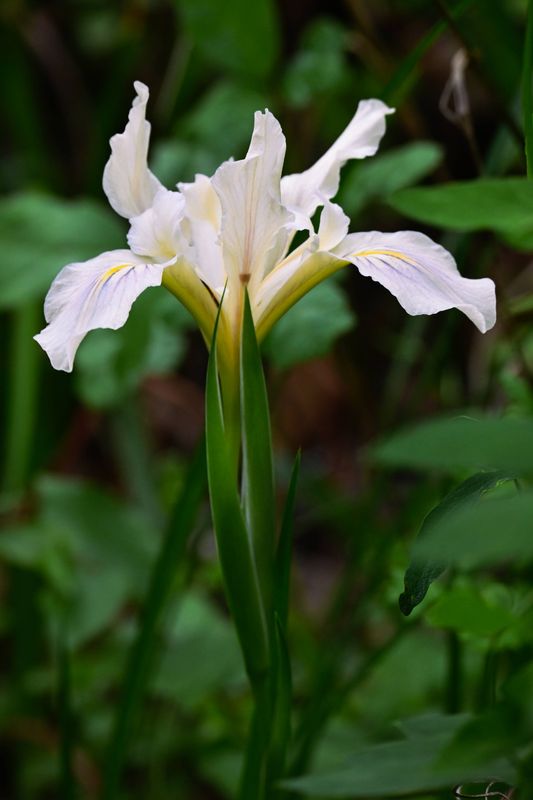 marin_lake_phoenix_iris_rt_3681.jpg