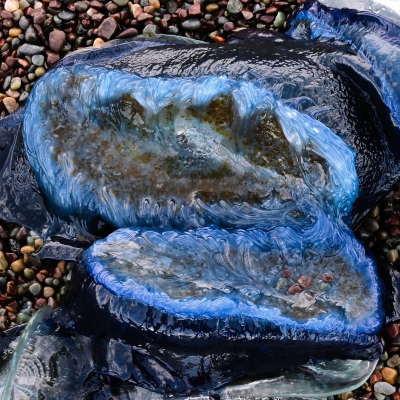 marin_rodeo_beach_velella_velella_042025_rt_3772.jpg