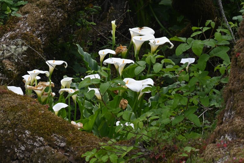 marin_lake_phoenix_cala_lilies_042025_rt_3589.jpg