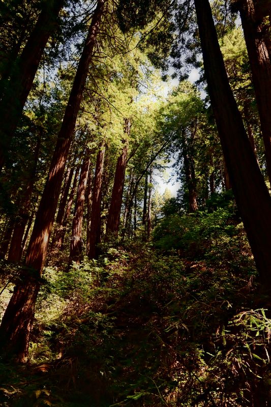 marin_muir_woods_082025_rt_4305-1.jpg