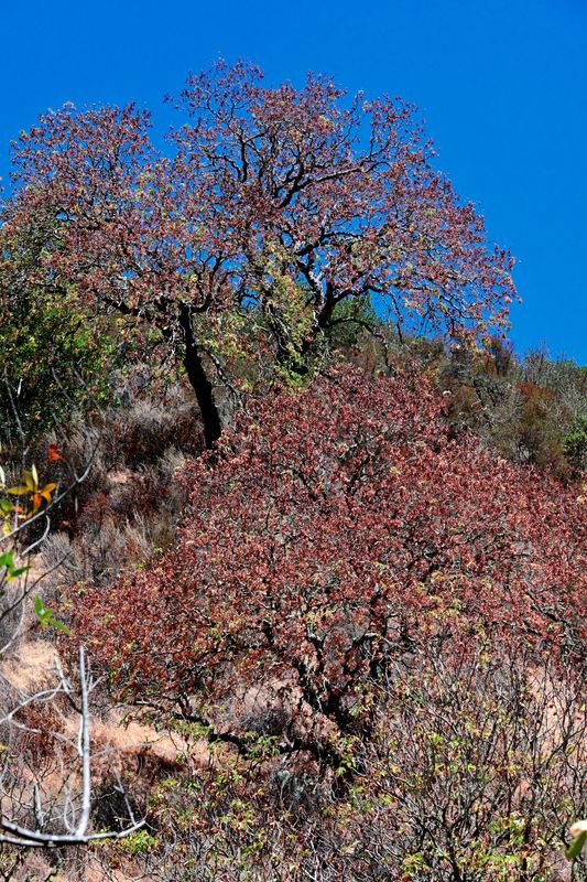 marin_phoenix_lake_trail_082025_rt_4455.jpg