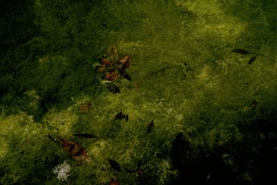 richmond_miller_knox_algae_04112023_rt_1575-1.jpg