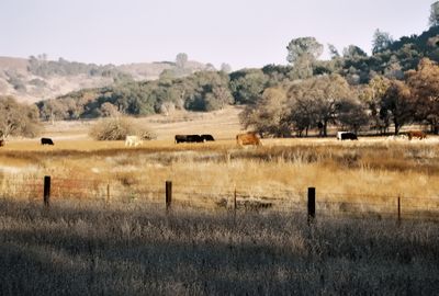 cal_hiway_108_2011_12_rt_23-1.jpg