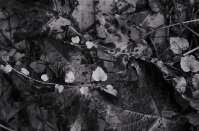ivy_in_parking_lot_2009_2_rt-2.jpg