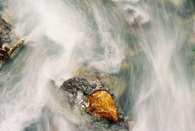 leaf_on_water_2009_11_rt_21A.jpg