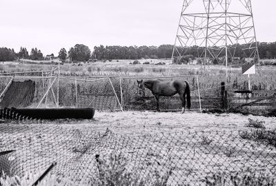 richmond_horse_2010_8_rt_cu_23A.jpg