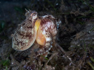 Coconut Octopus