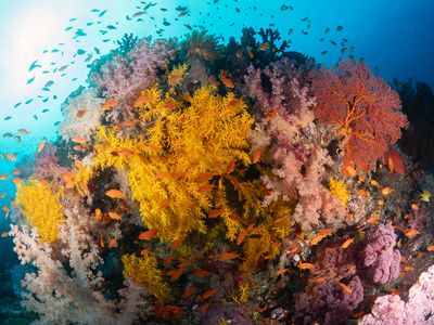 Fiji July 2024