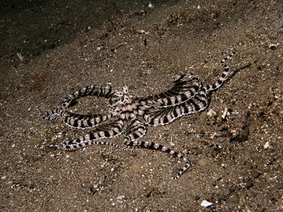 Mimic Octopus (Thaumoctopus mimicus)