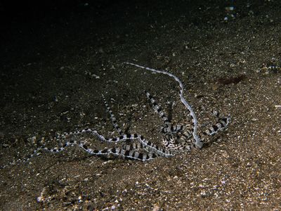 Mimic Octopus (Thaumoctopus mimicus)