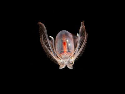 Diamond Squid