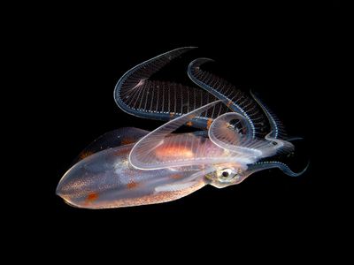 Diamond Squid