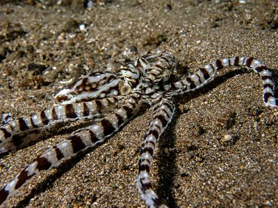 Anilao Philippines March 2025