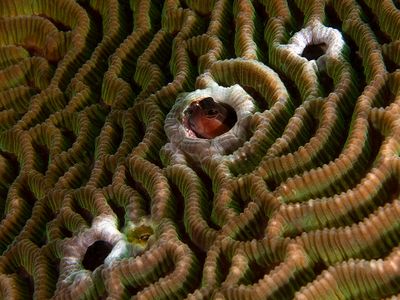 Anilao Philippines March 2025