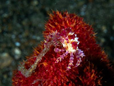 Anilao Philippines March 2025